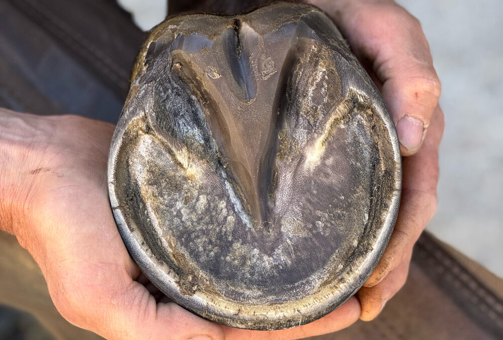 Healthy forks are essential for healthy hooves.