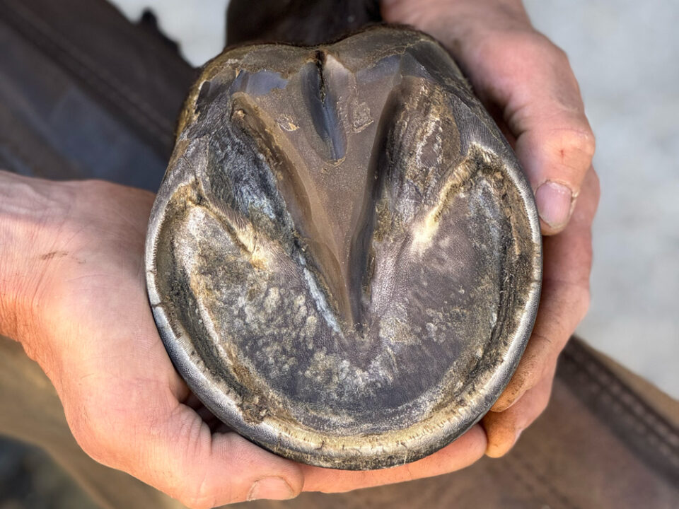 Healthy forks are essential for healthy hooves.