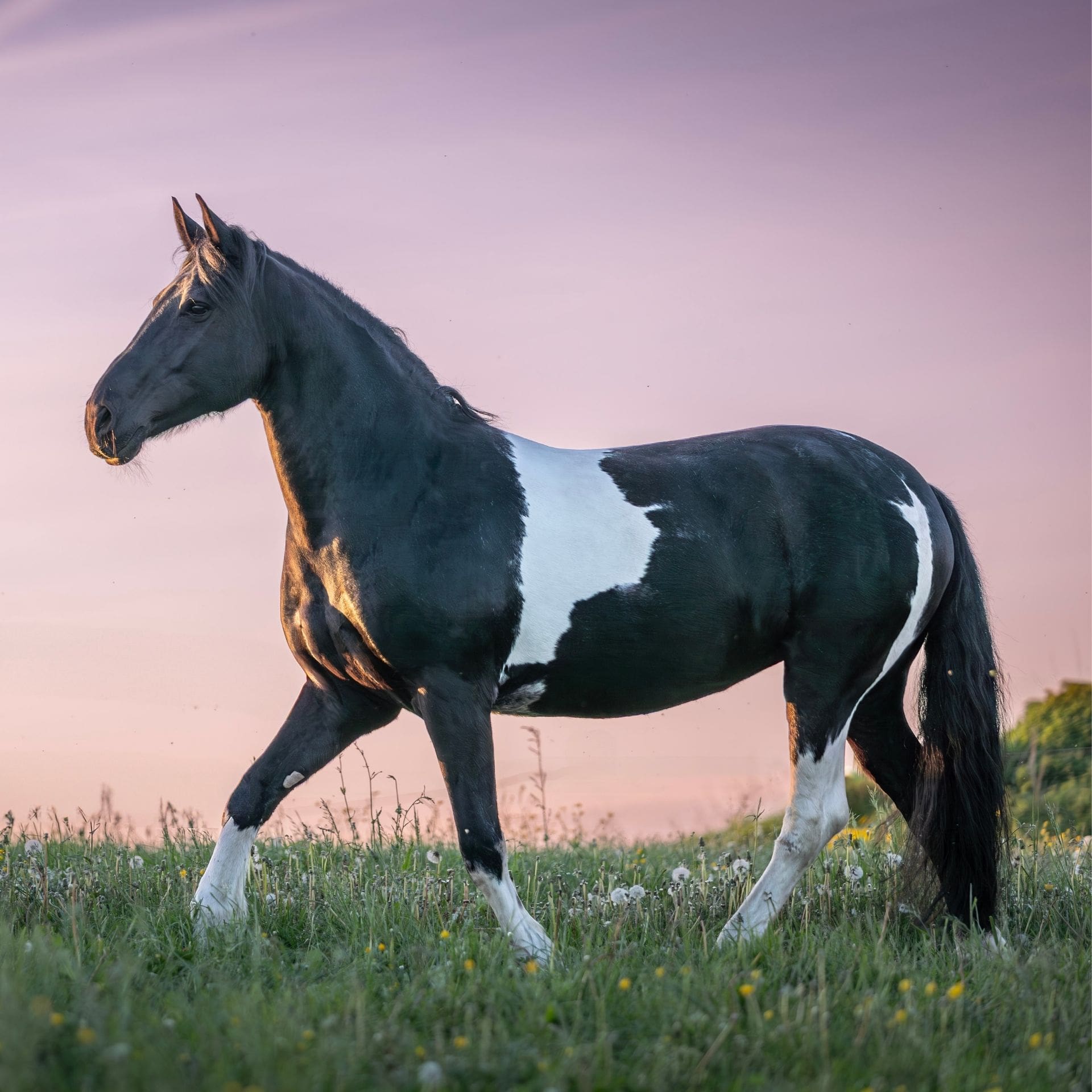 © https://sk-photographie.myportfolio.com